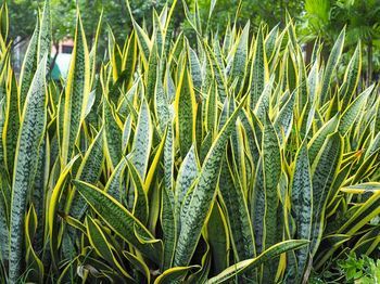 La Sansevieria trifasciata es una de las plantas de hojas variegadas más populares