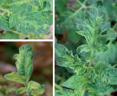 qué hacer con enfermedades por virus en plantas: hojas de plantas de Tomate con HMV (Virus de Mosaico)