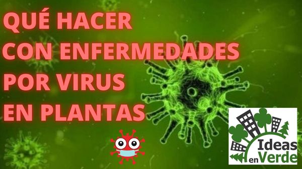 qué hacer con enfermedades por virus en plantas