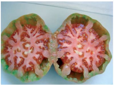 tomate afectado por virus del mosaico