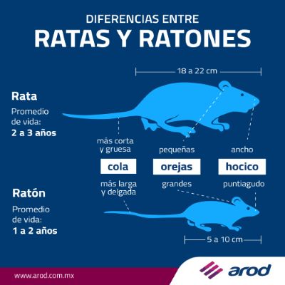 Diferencias entre Ratas y Ratones