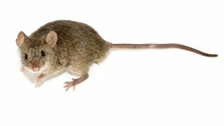 Ratón Mus musculus