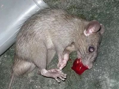 Rata muerta por ingestión de cebo con anticoagulantes