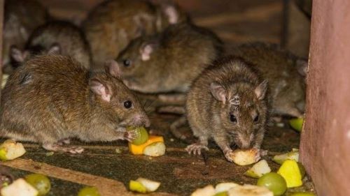 Cómo terminar con las ratas y ratones de jardín