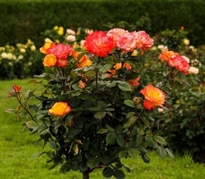 Cómo y cuando hay que podar un rosal - Un rosal bien podado crecerá mas sano y florecerá mejor