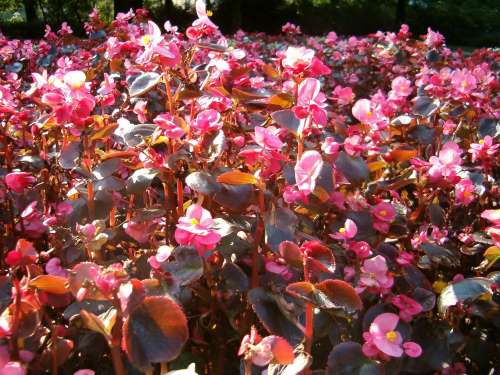 Begonia semperflorens, una de las mejores plantas cubresuelos y tapizantes para todo tipo de jardines