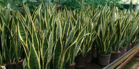 grupo de plantas de dracaena trifasciata o sansevieria en vivero