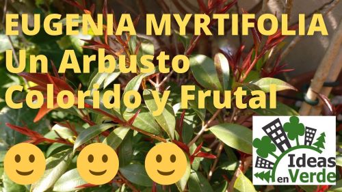 Eugenia Myrtifolia, un arbusto colorido y frutal