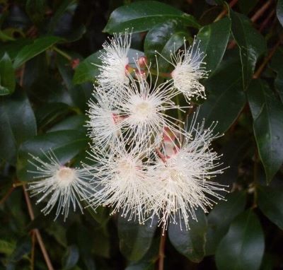 Flores del arbusto Eugenia myrtifolia