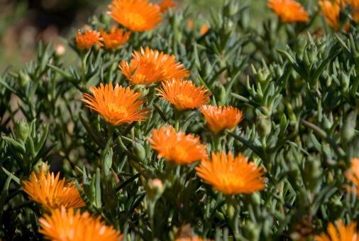 Lampranthus aureus, una de las mejores plantas cubresuelos y tapizantes para todo tipo de jardines