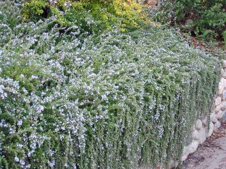 Rosmarinus officinalis, una de las mejores plantas cubresuelos y tapizantes para todo tipo de jardines
