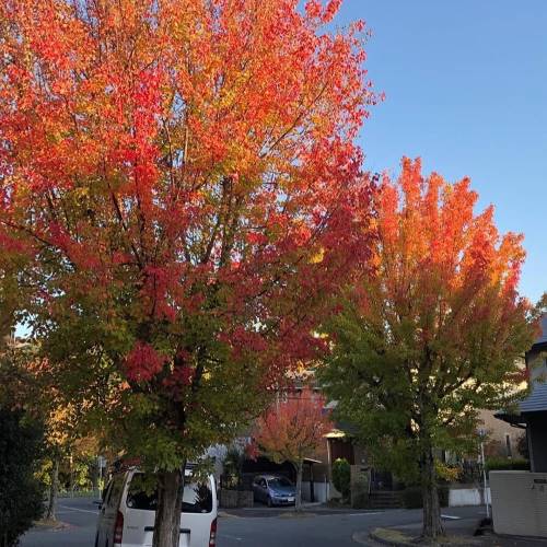 Acer buergerianum, un árbol colorido en otoño