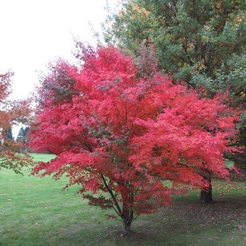 Acer palmatum, un árbol colorido en otoño