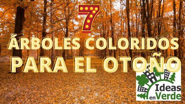 7 árboles coloridos para el otoño