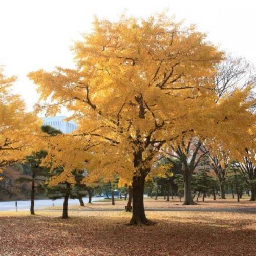Gingko biloba, un árbol colorido en otoño