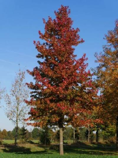 Liquidambar styraciflua, un árbol colorido en otoño