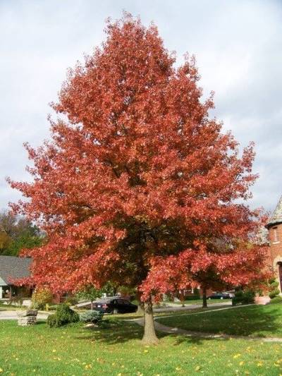 Quercus pallustris, un árbol colorido en otoño