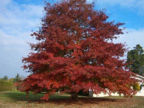 Querqus borealis, un árbol colorido en otoño