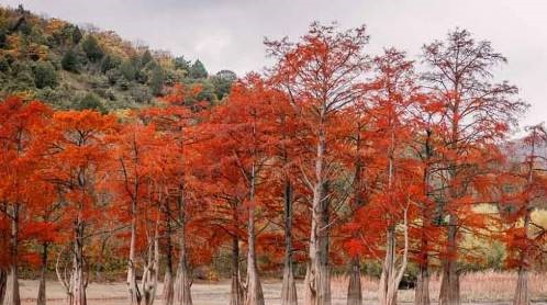 Taxodium distichum, un árbol colorido en otoño