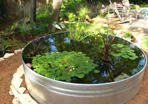 cuáles son las mejores plantas acuáticas para un estanque