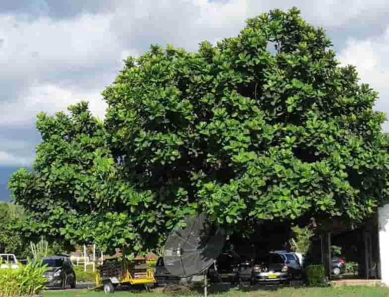 Árbol de Ficus lyrata (pandurata) en su estado natural