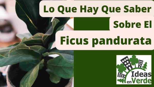 Lo que hay que saber sobre el Ficus pandurata
