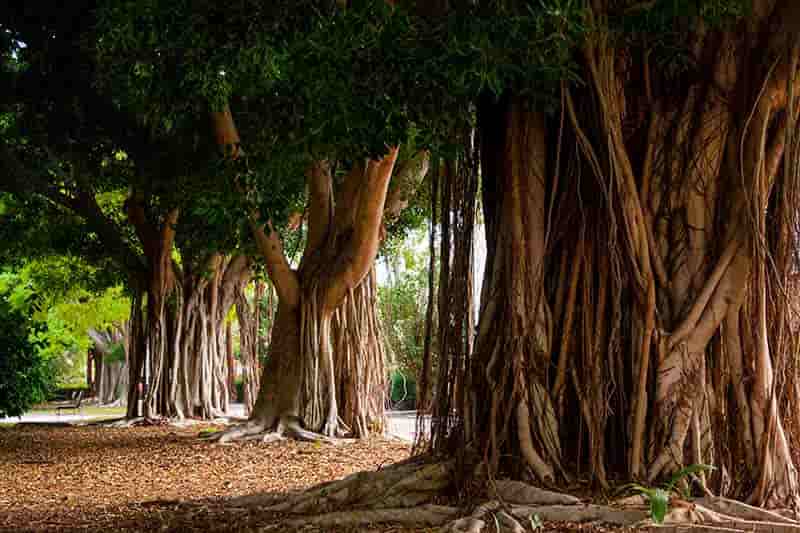 Ficus benjaminas gigantes