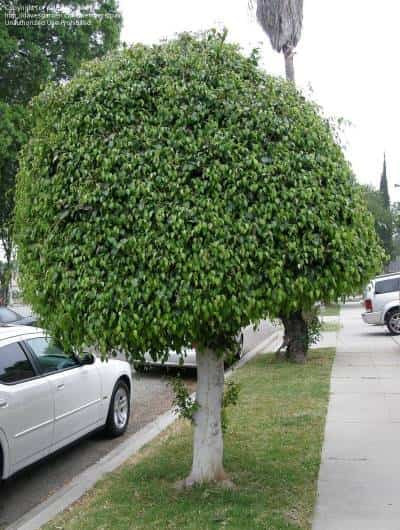 Árbol de Ficus benjamina podado