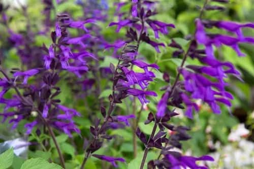 Salvia farinacea, la planta de las mariposas y los colibríes
