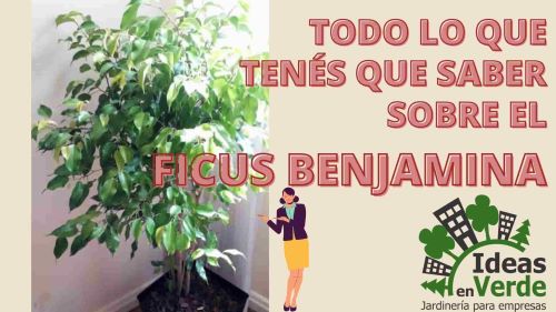 Todo Lo Que Tenés Que Saber Sobre El Ficus Benjamina