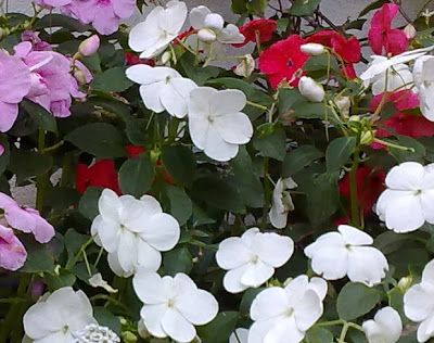 Flores de Alegría del Hogar de colores varios, una de las 10 mejores plantas de flores para exteriores sombríos