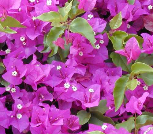 La Buganvilla es una de las 15 plantas de flor para jardines con sol abrasador