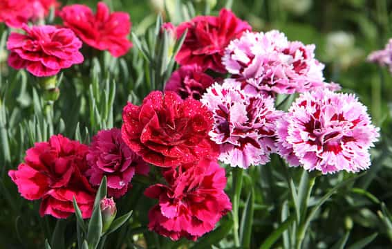 Los claveles son una de las 15 mejores plantas de flor para jardines con sol abrasador
