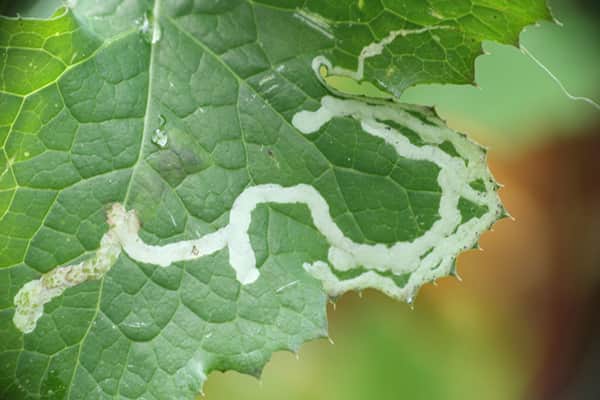 Cómo combatir eficazmente a los gusanos de las plantas - Daños por gusanos minadores