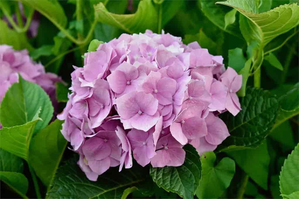 Flor de Hortensia, una de las 10 mejores plantas de flores para exteriores sombríos