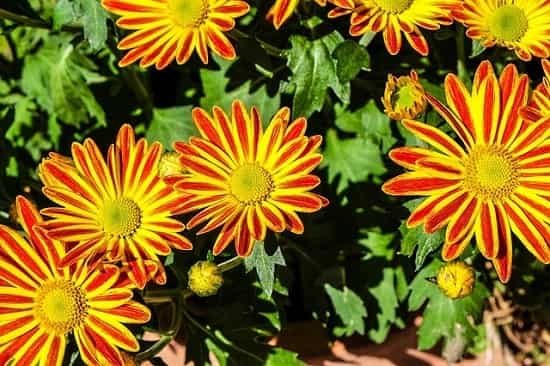 Las gazanias son una de las 15 mejores plantas de flor para jardines con sol abrasador