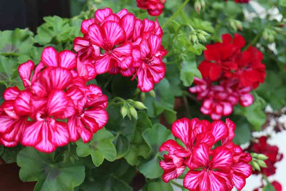 Los geranios son una de las 15 mejores plantas de flor para jardines con sol abrasador