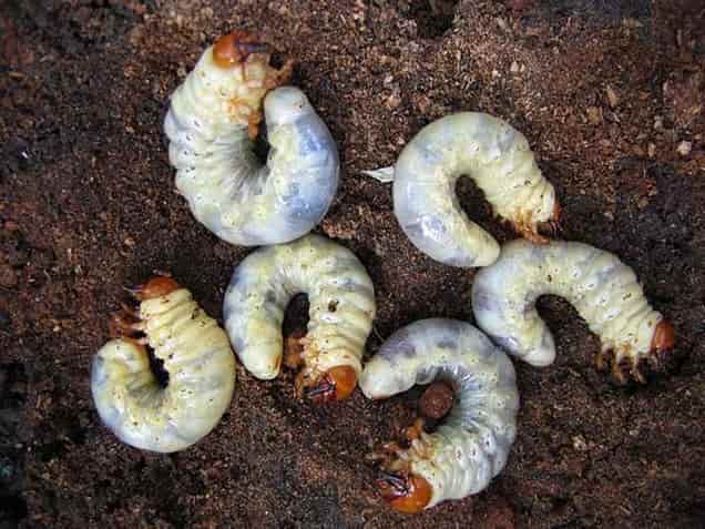 Cómo combatir eficazmente a los gusanos de las plantas - Larvas de Diloboderus abderus