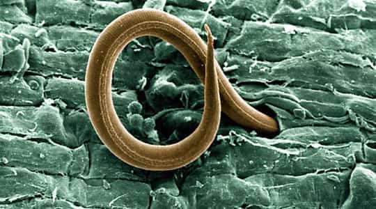 Cómo combatir eficazmente a los gusanos de las plantas - Nemátodos