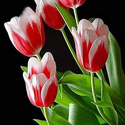 Flores de Tulipán