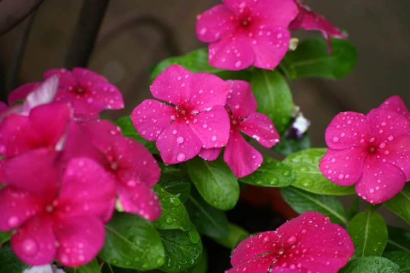 Flores de Vinca, una de las 10 mejores plantas de flores para exteriores sombríos