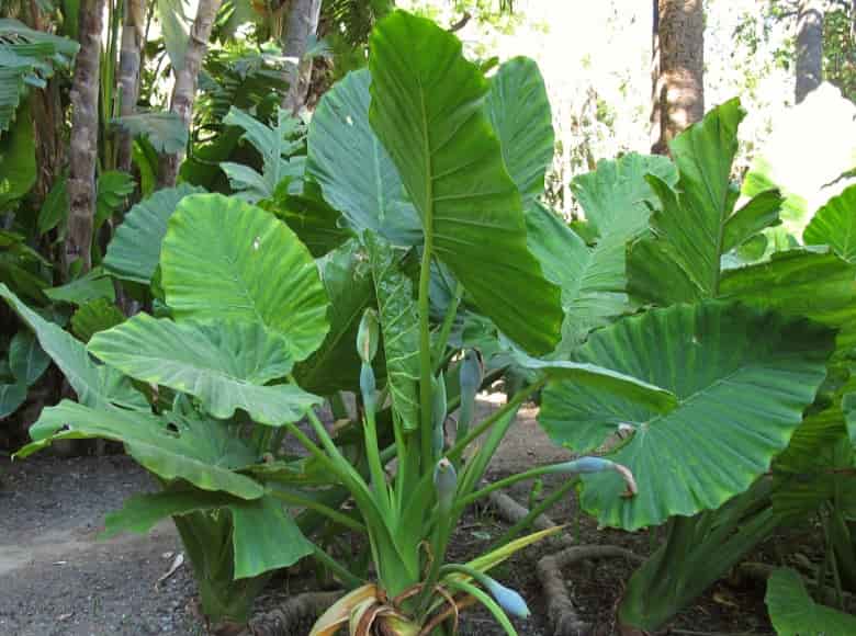 Planta de Alocasia macrorrhizos u Oreja de Elefante en exteriores con semi sombra