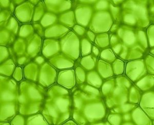 cloroplastos que contienen clorofila