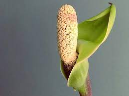 floración de la planta Zamioculca zamiifolia