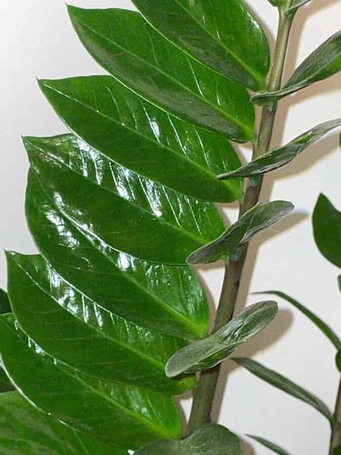 hojas pinnadas de la Zamioculca zamiifolia