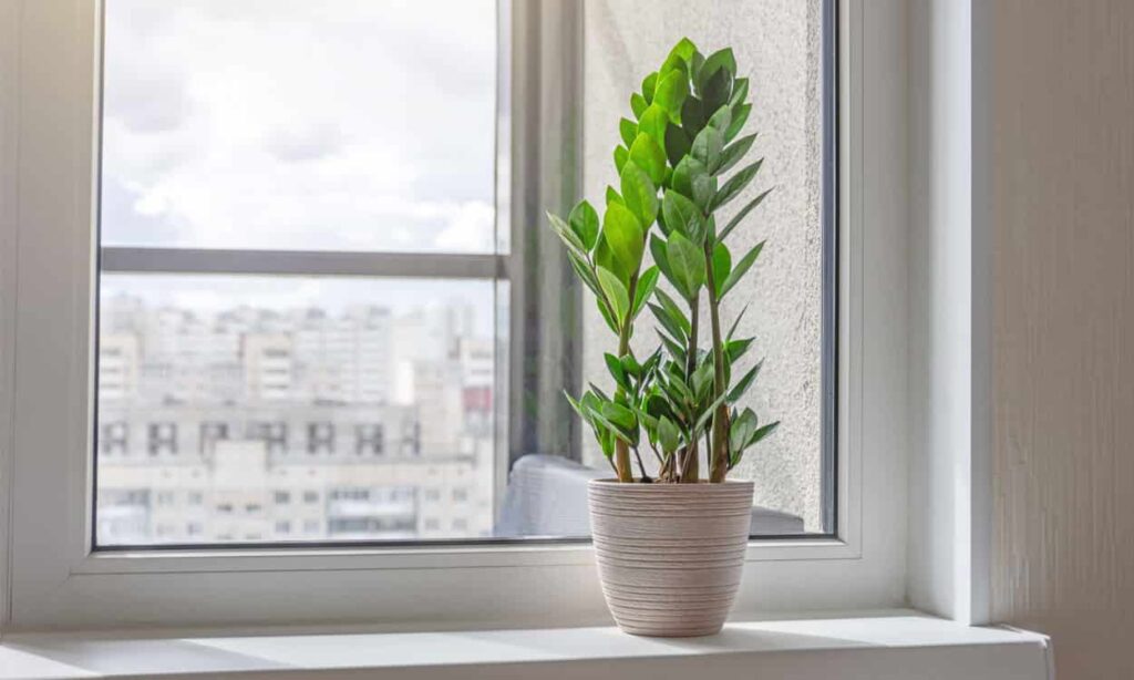 zamioculca: la planta perfecta para el que no sabe