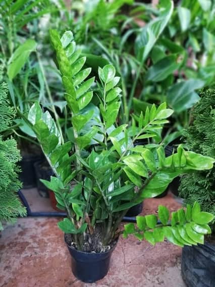 zamioculca: la planta perfecta para el que no sabe