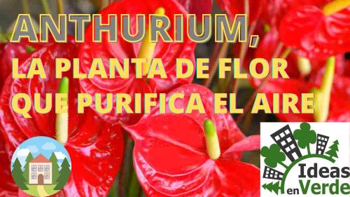 Anthurium, la planta de flor que purifica el aire