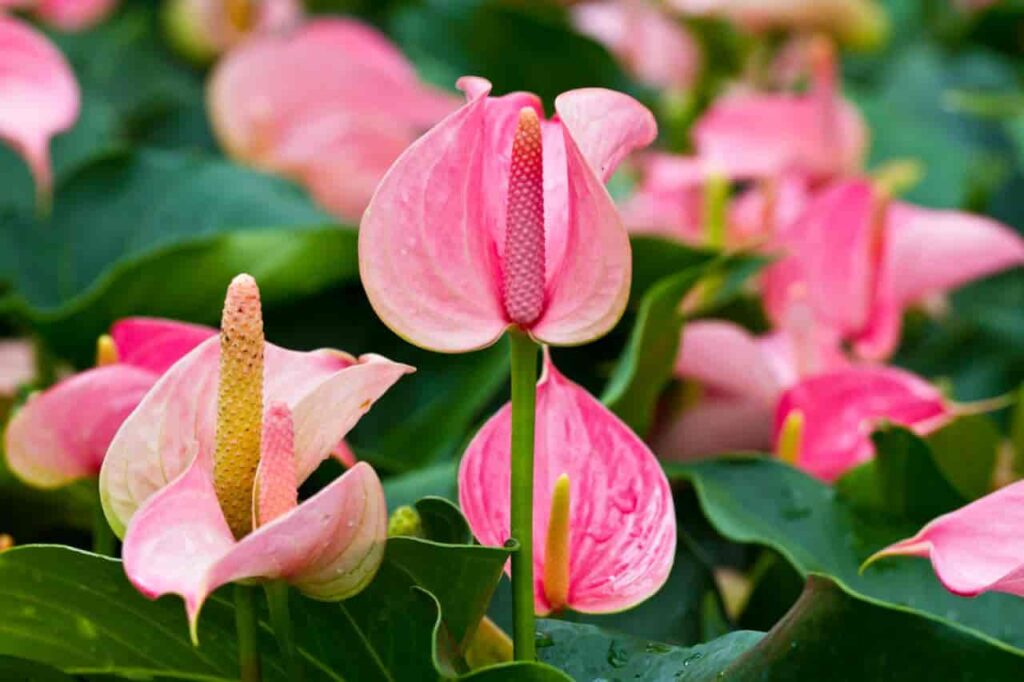 Plantas de Anthurium rosado