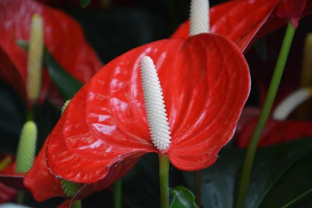 Planta de Anthurium de flor roja